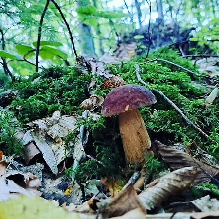 Hébergement de vacances Rest гори 360 чан форель харчування Sheshory