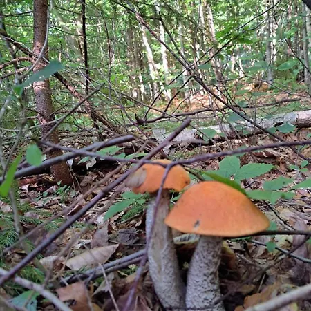 Rest гори 360 чан форель харчування Hébergement de vacances